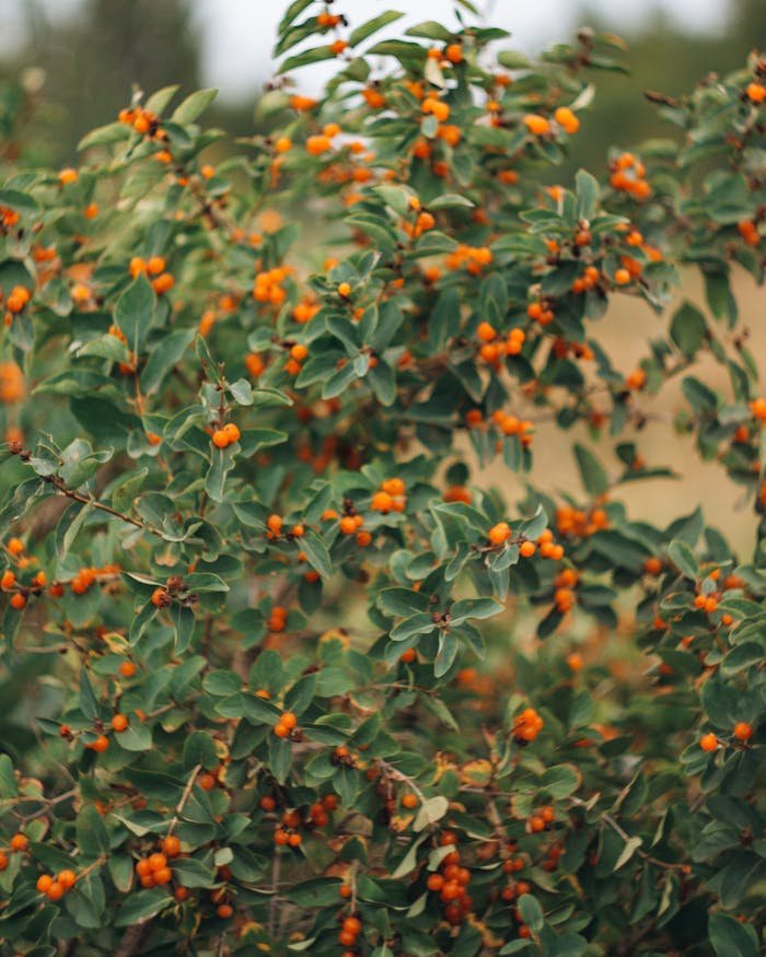 Close-up of a sea buckthorn bush with vibrant orange berries in a natural outdoor setting.